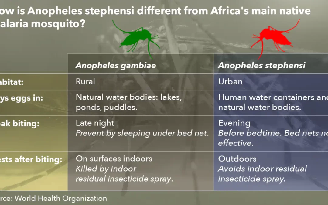 Invasive Mosquito Threatens Malaria Control in Africa